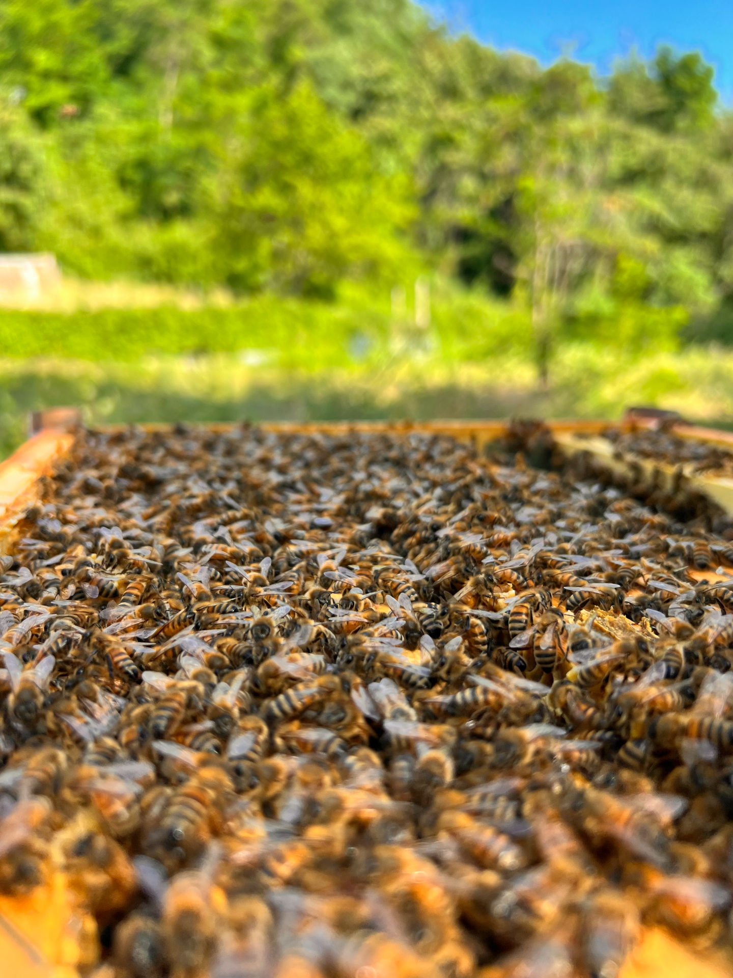 Alveari di Ontaneta per miele biologico Casentino nel Parco Foreste Casentinesi